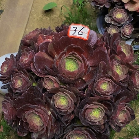 黑骑士捧花法师36天