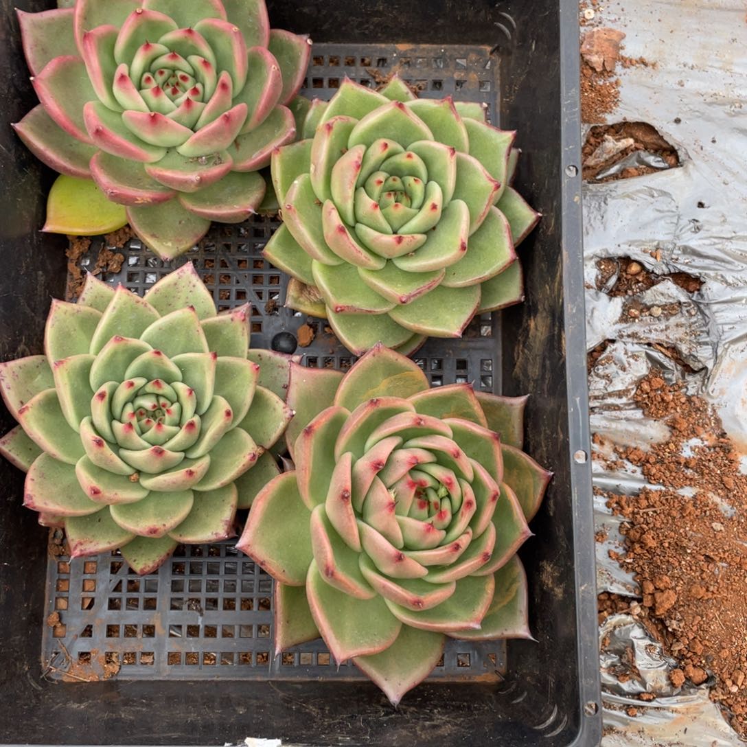 无花朵若如东云组拍E173