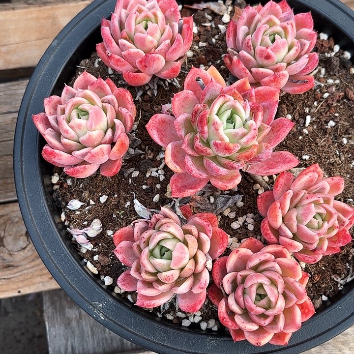 多肉植物，粉桃一颗