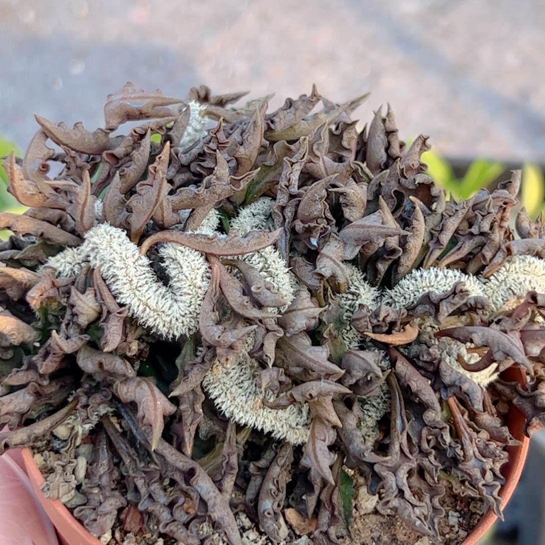 皱叶麒麟缀化000