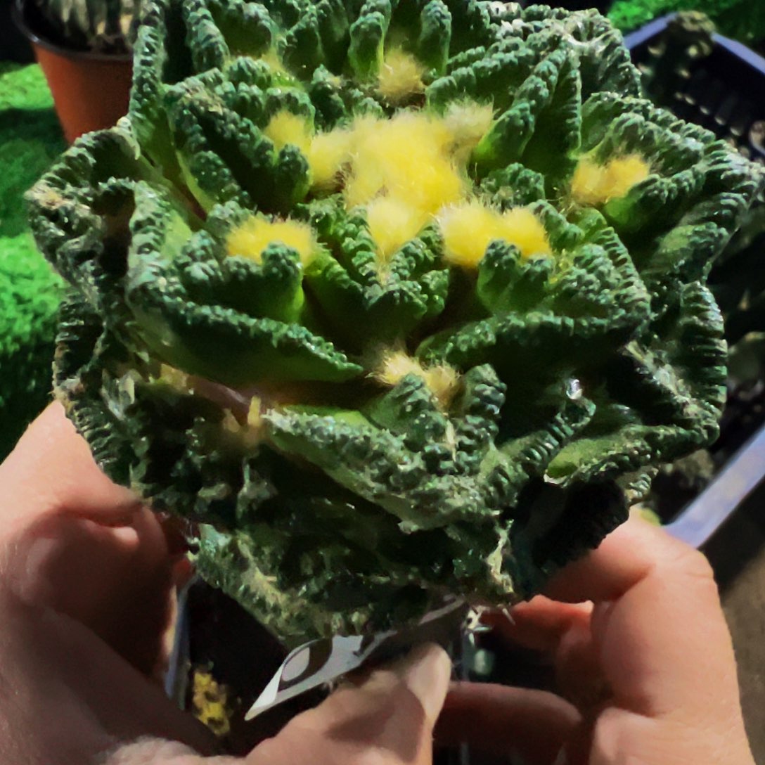 无花朵隔尤辛顿牡丹070