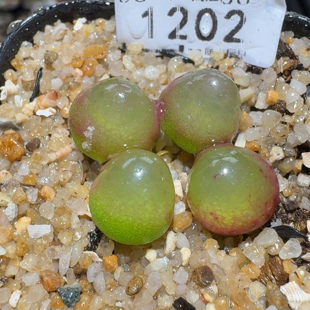 zzz美货福利啦1202