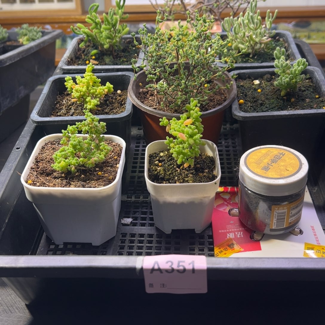 枝干番杏多肉植物351安