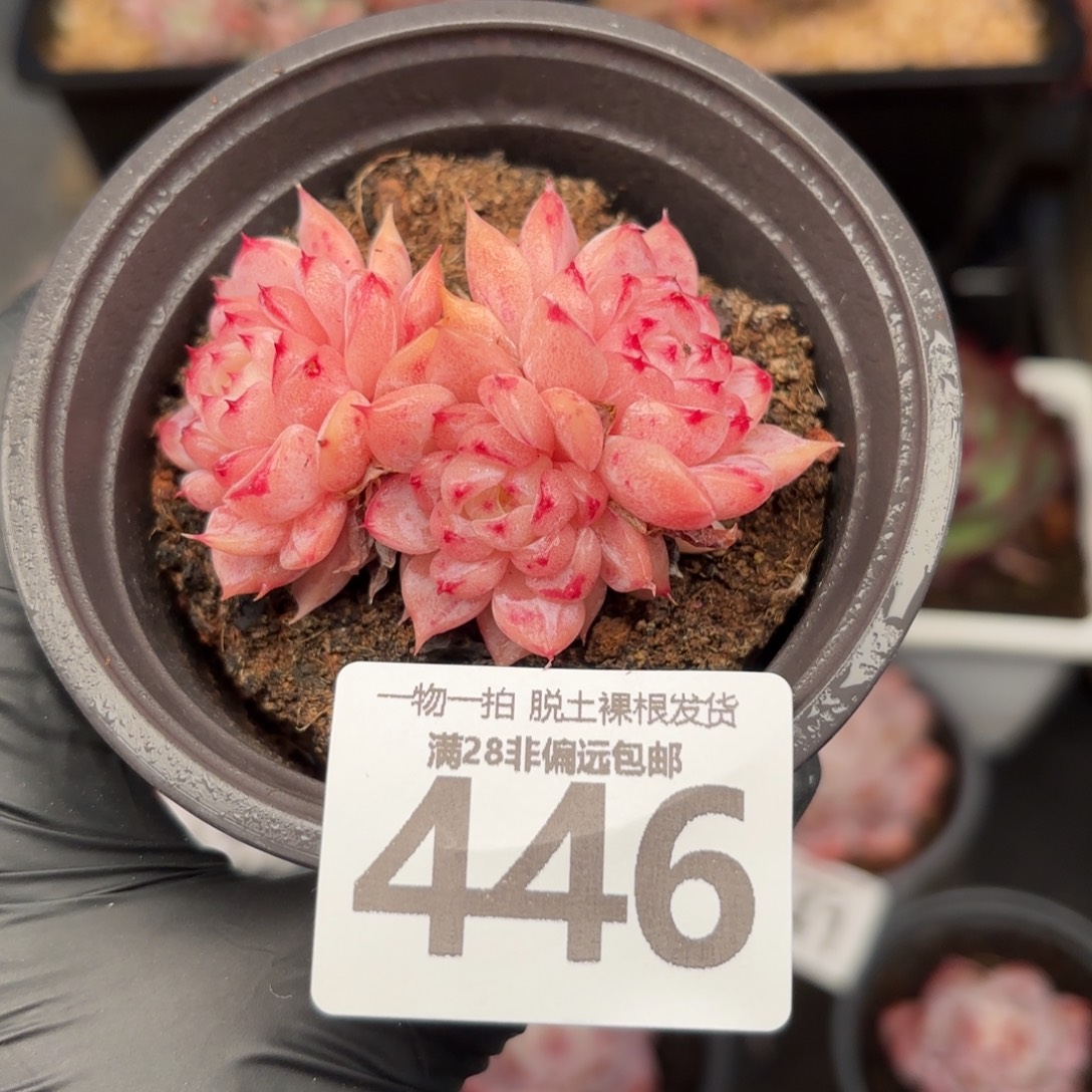 天鹅绒不包整无盆土发货