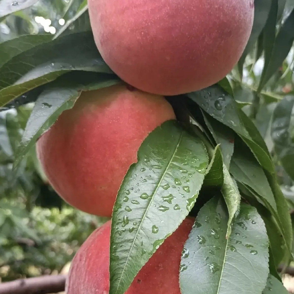 颐正源 产地直发 红冠水蜜桃 硬吃脆甜 软吃香甜天津市