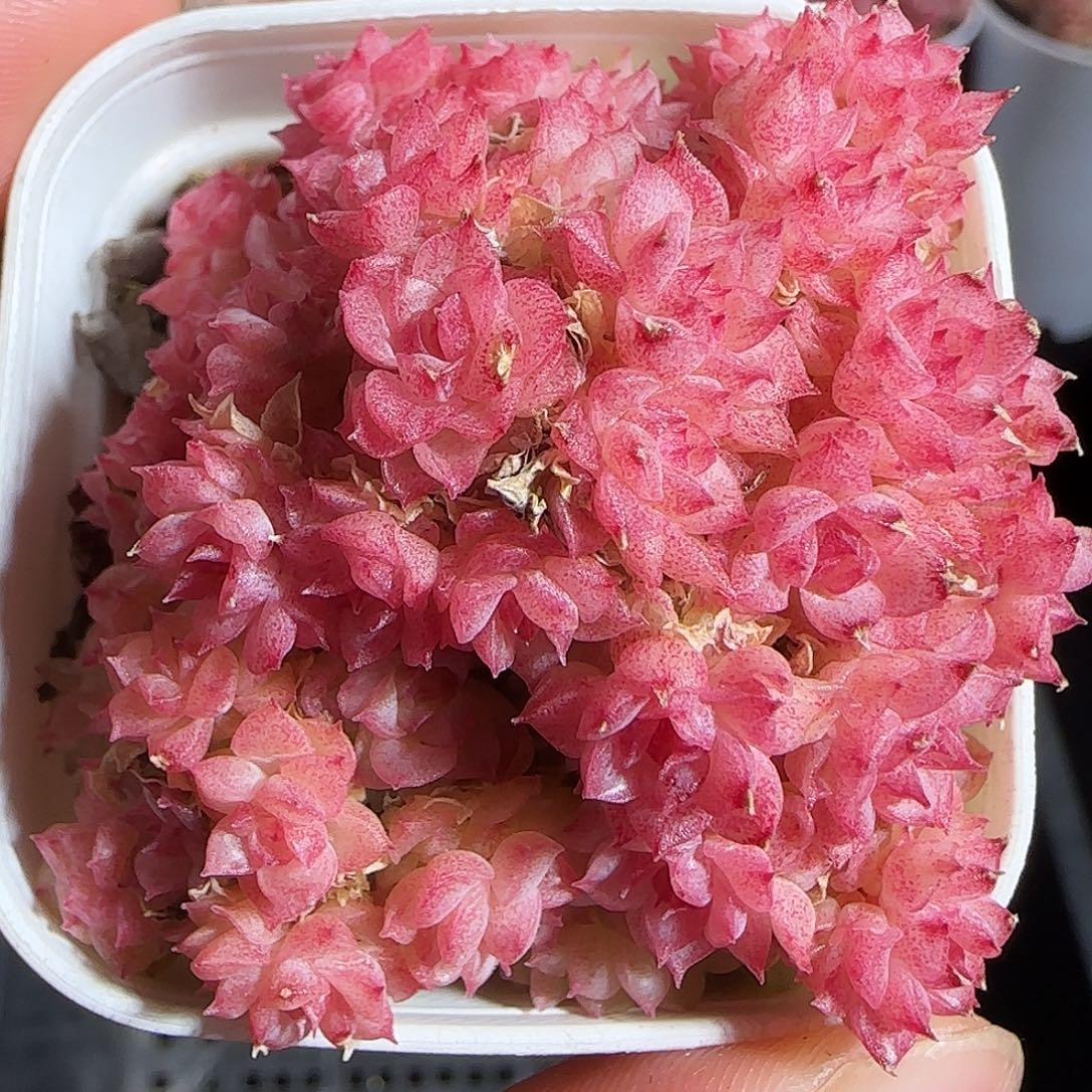 多肉1221-59优选麦秆群