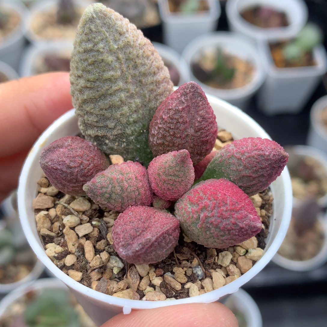 腹部系系138号 多肉植物