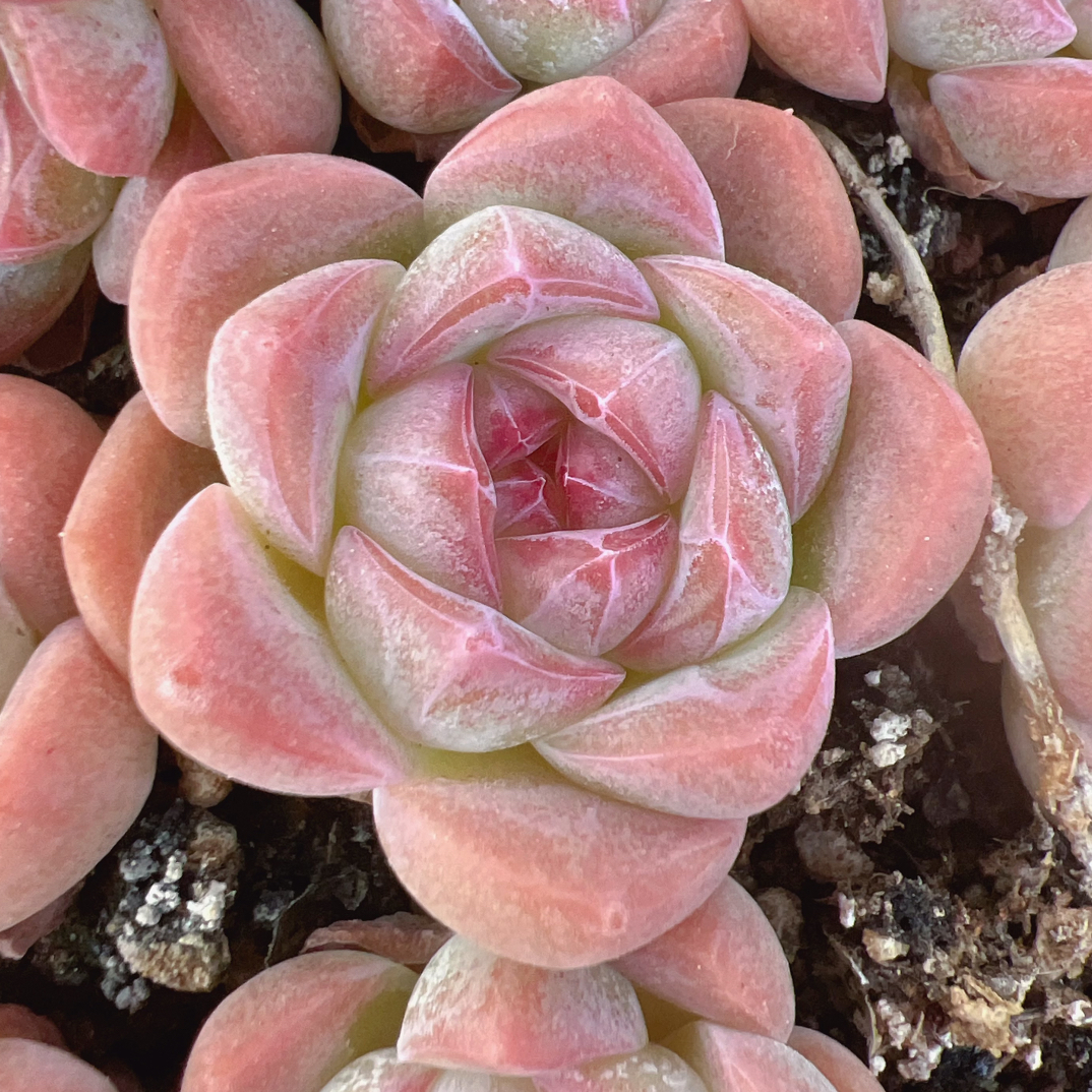 新品2多肉正方形小盒切糕