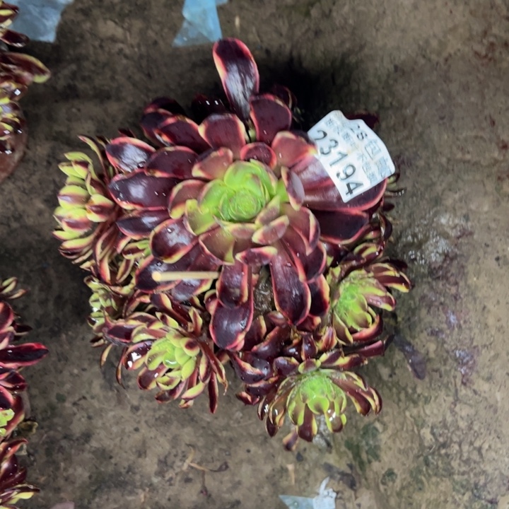 23194欧嘉莉多肉植物