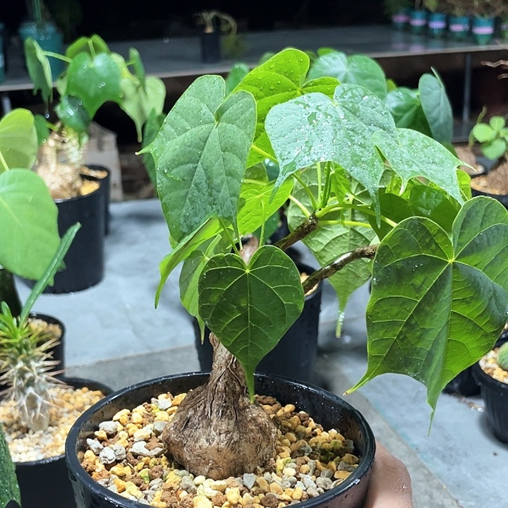 龟甲火桐666666666666