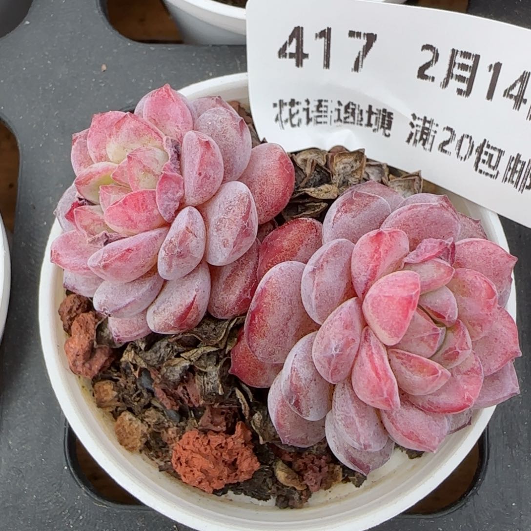 花语逸镜0214-417