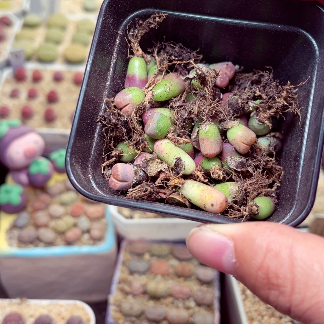 命***运185号带盆包邮发货