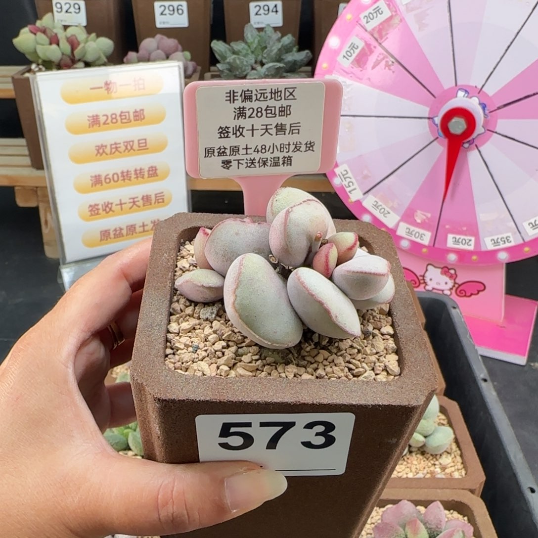 573白肌红蛋多肉植物