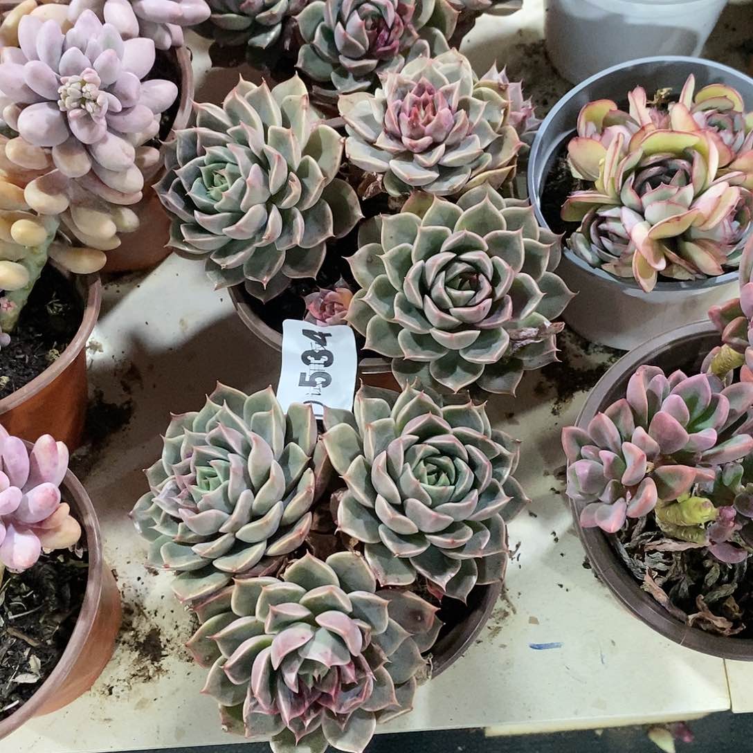 从****翅534玫瑰夫人多肉植物2颗