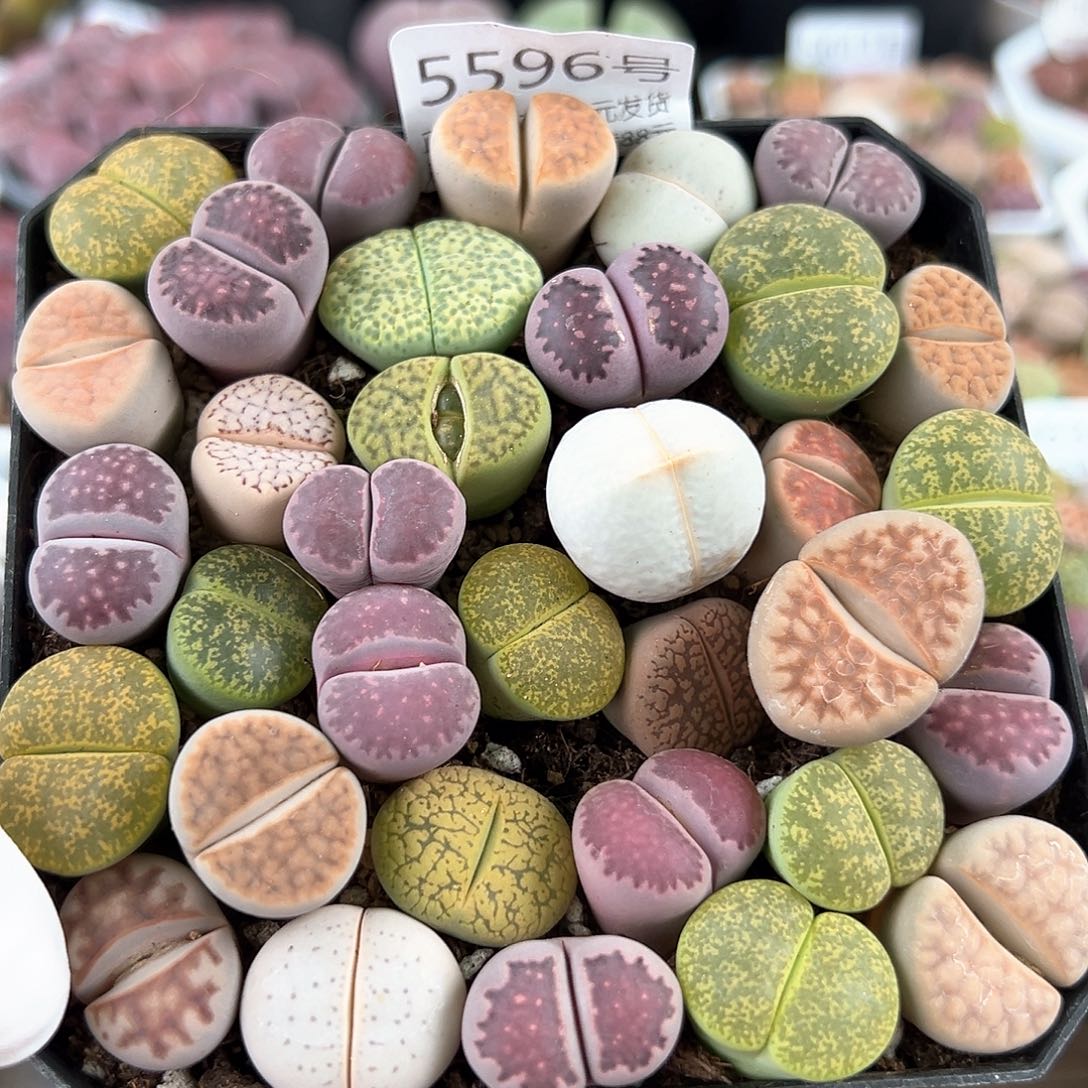 5596 好养易活生石花大母本34个1.5cm左右脱土发特价