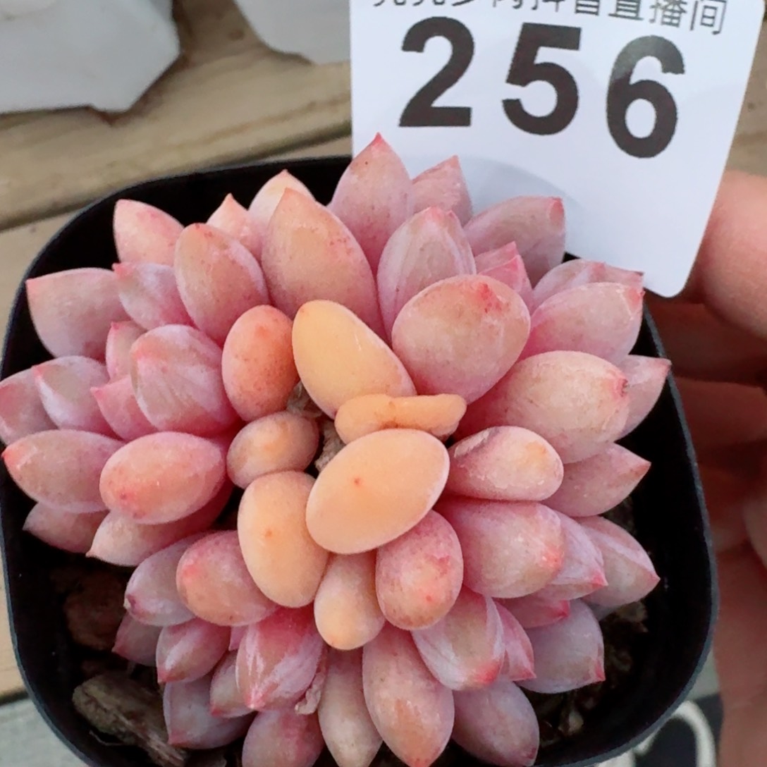 奶泡泡         精品多肉