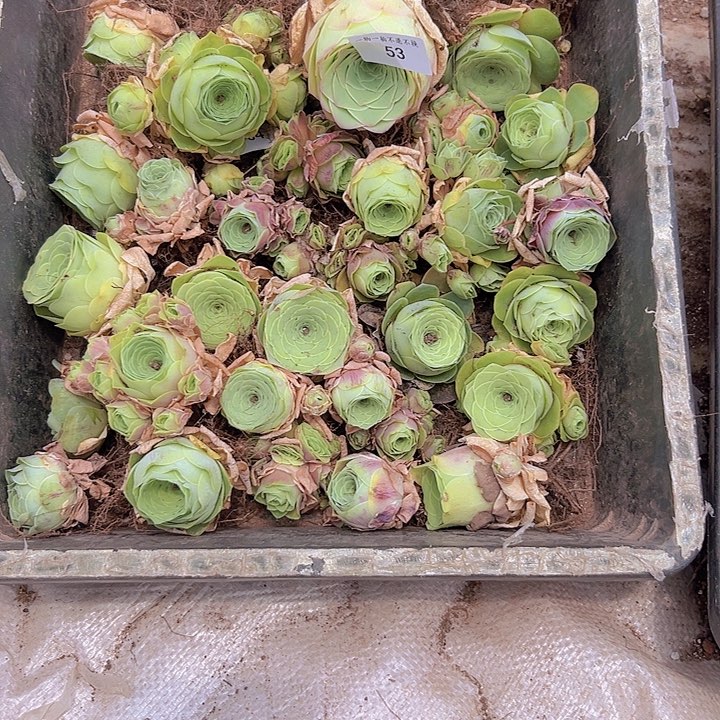 山地玫瑰多肉植物山地53