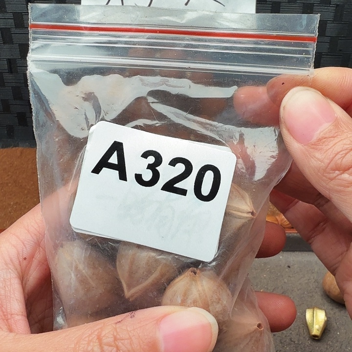 ༺***༻橄榄核手串/手链橄榄