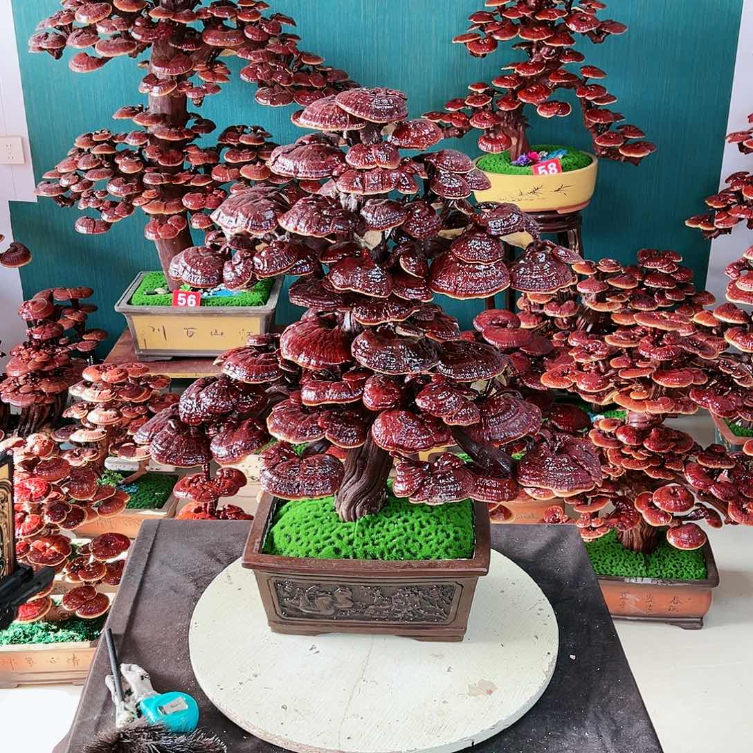 【闪购商品】无花朵