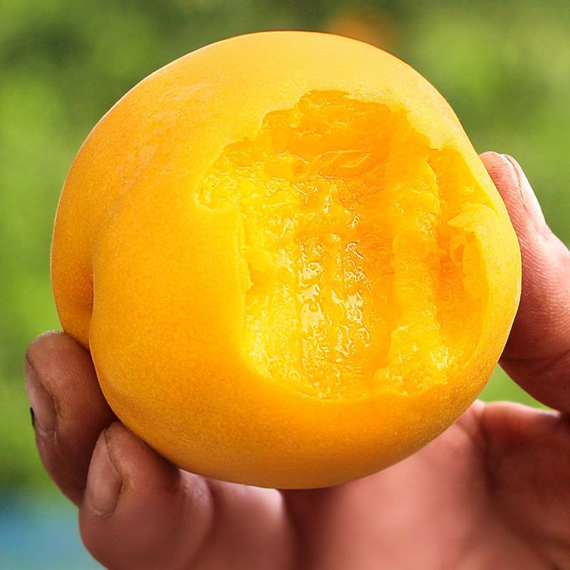 贵州黄桃新鲜水果包邮正宗锦绣黄桃当季整箱桃子脆甜毛蜜桃