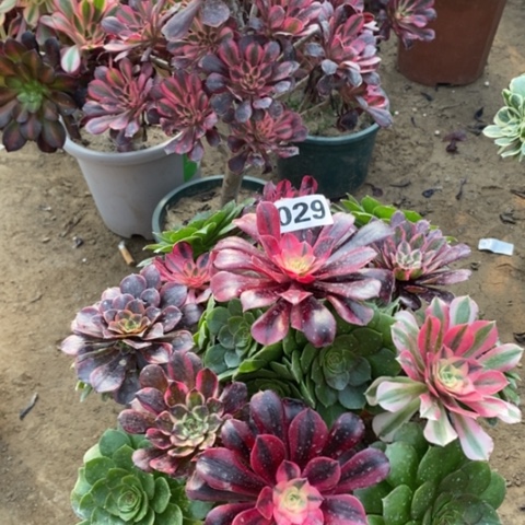 029嫁接多品种多肉