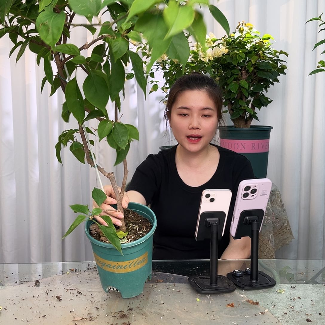 当前无花栽培后可以开花倾城带竹一颗