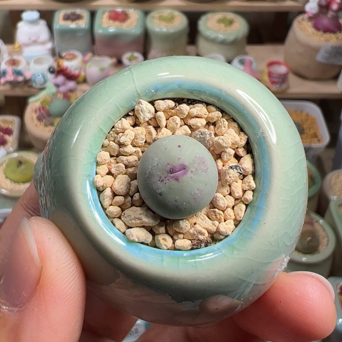 多肉植物217号嘴巴