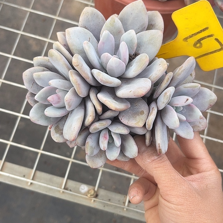 两单包邮，一物一拍167粉兔