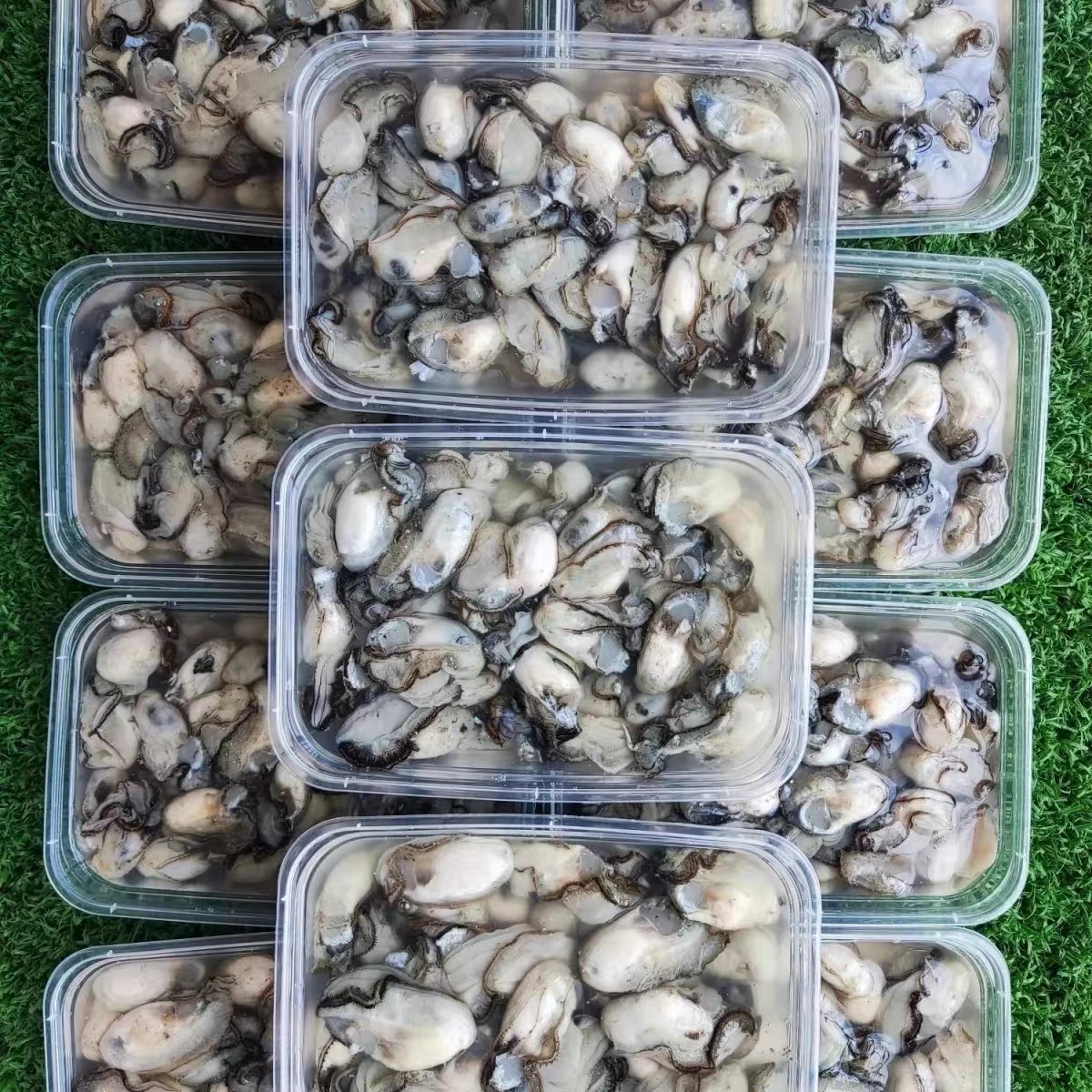 汫洲生蚝去壳现剥新鲜小海蛎生蚝牡蛎肉海鲜水产可做蚵仔煎蚝烙