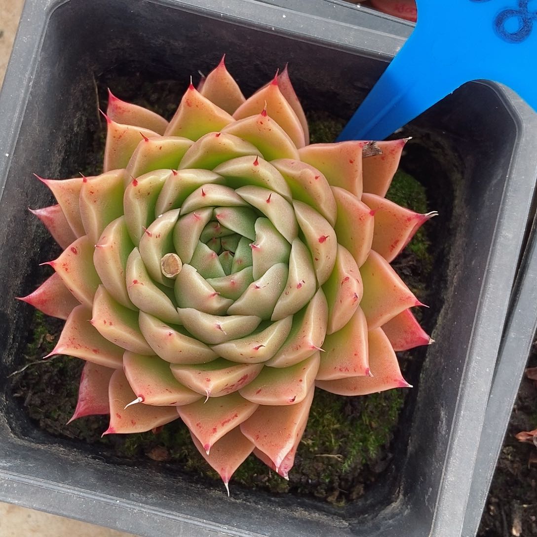 青椒东云单头008