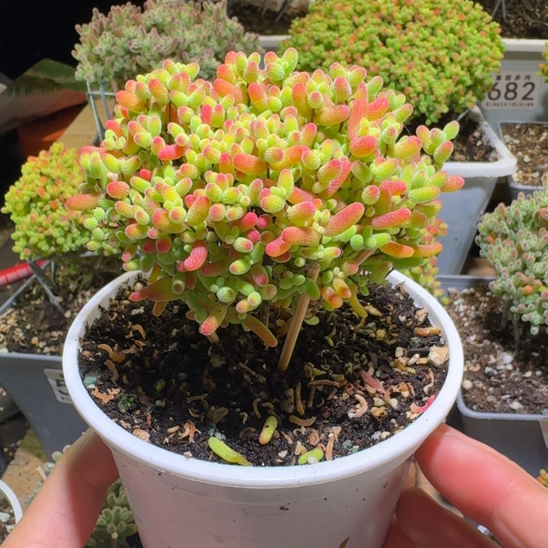 蜜桔糖球枝干番杏540