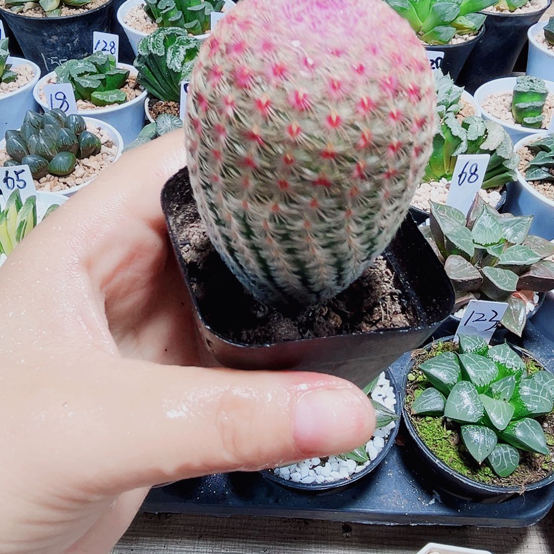 红太阳多肉植物66666