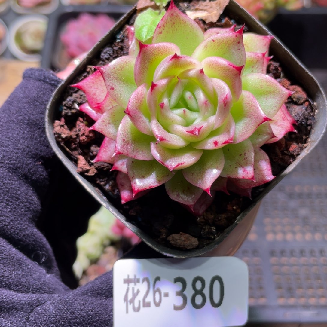 花利美26-380麦秆