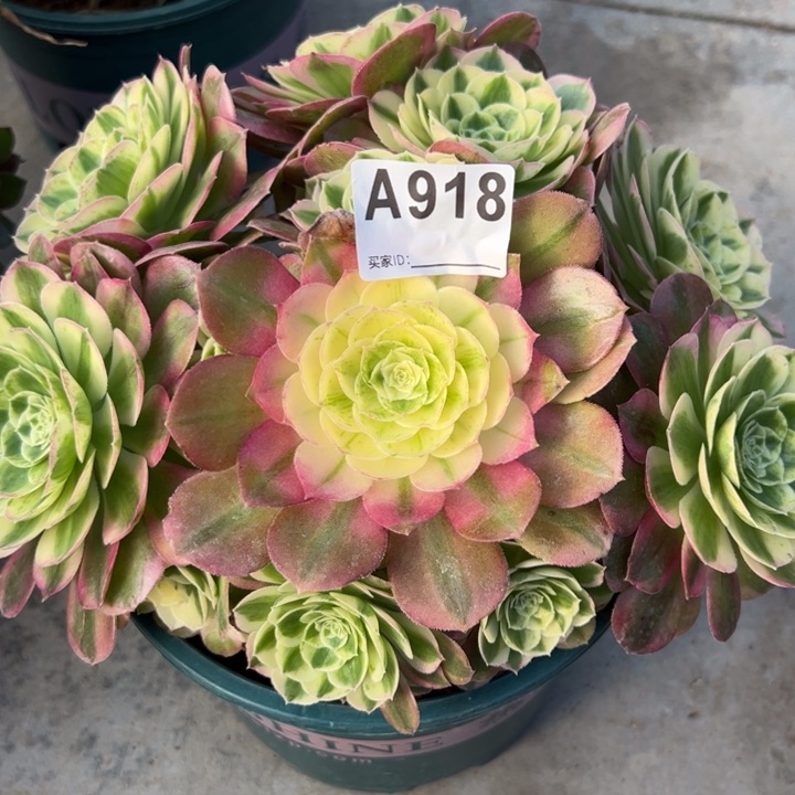 918玉资25厘米左右