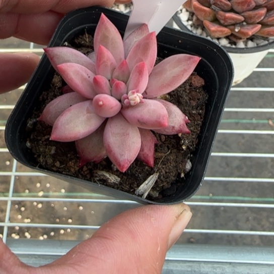 207车厘子一物一拍多肉