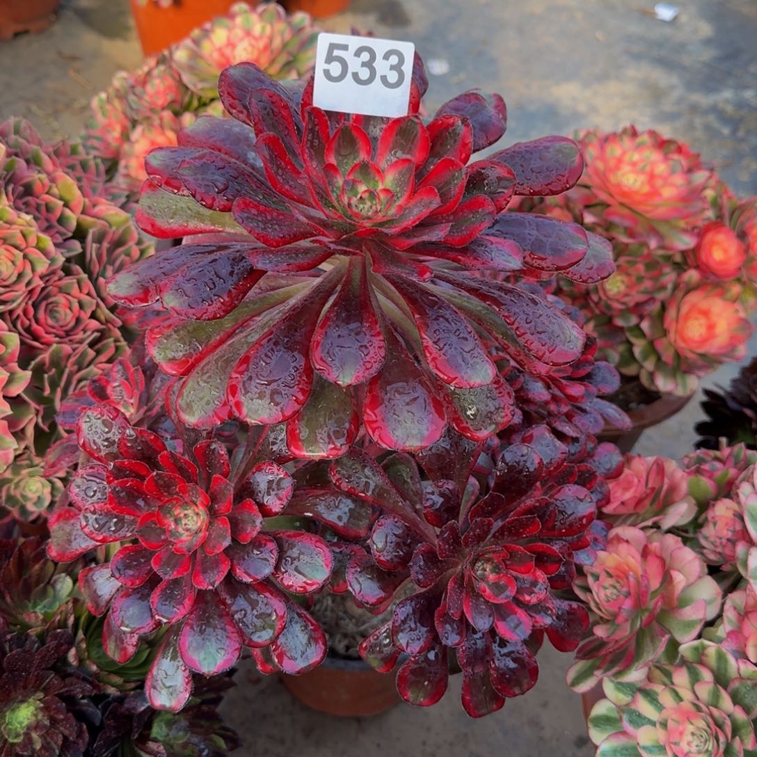 莉**2丽娜533       