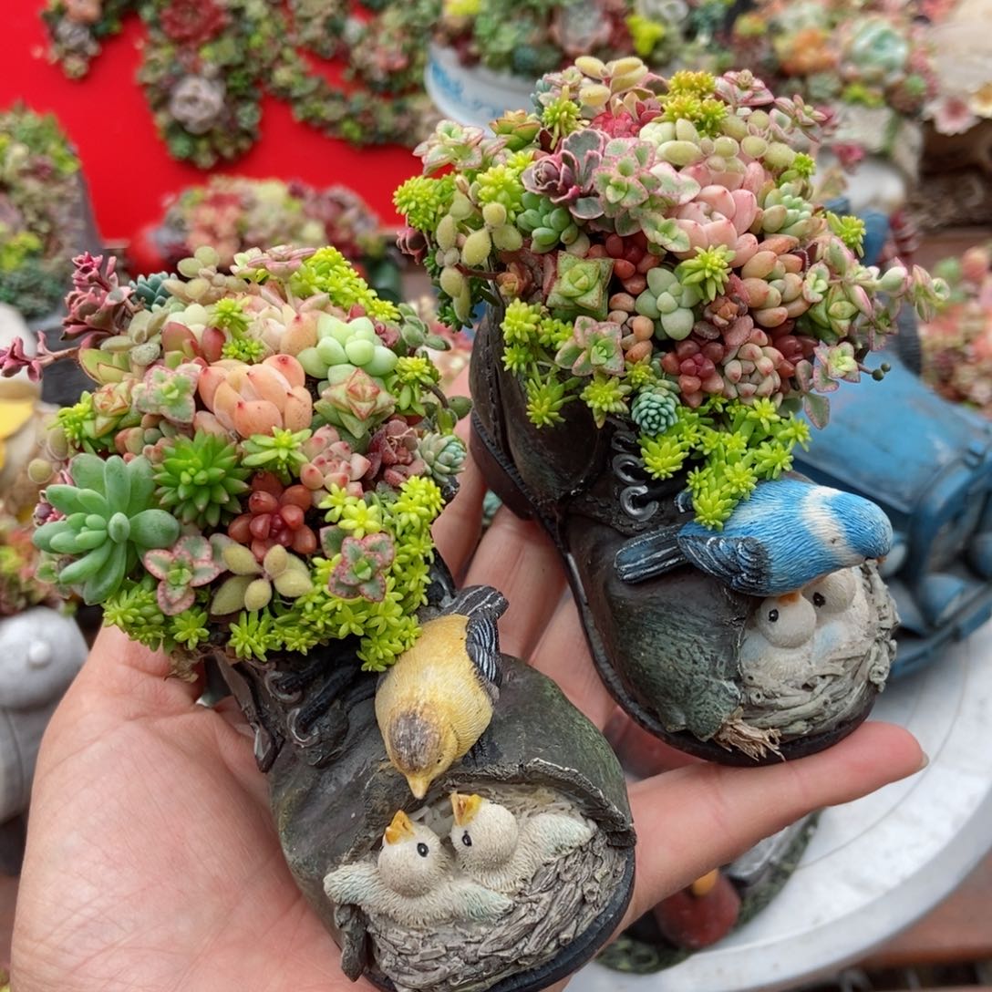 小鞋子一双带植物成品发货