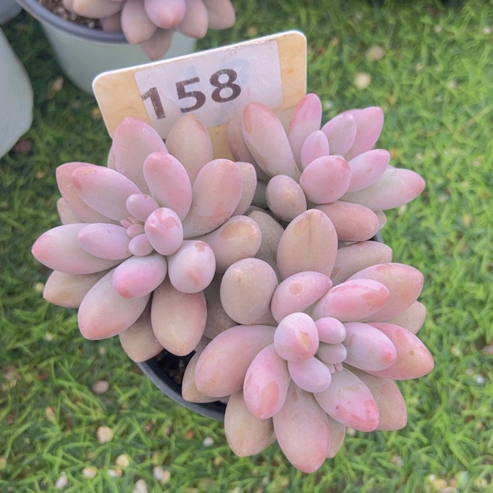 健健康康平平安安