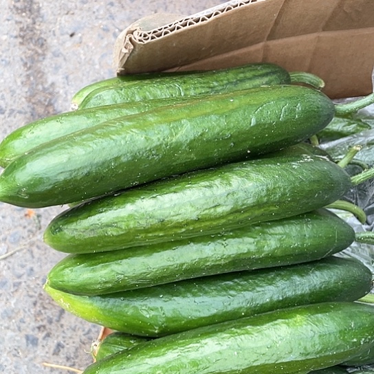 中国大陆小黄瓜三斤含箱赶集