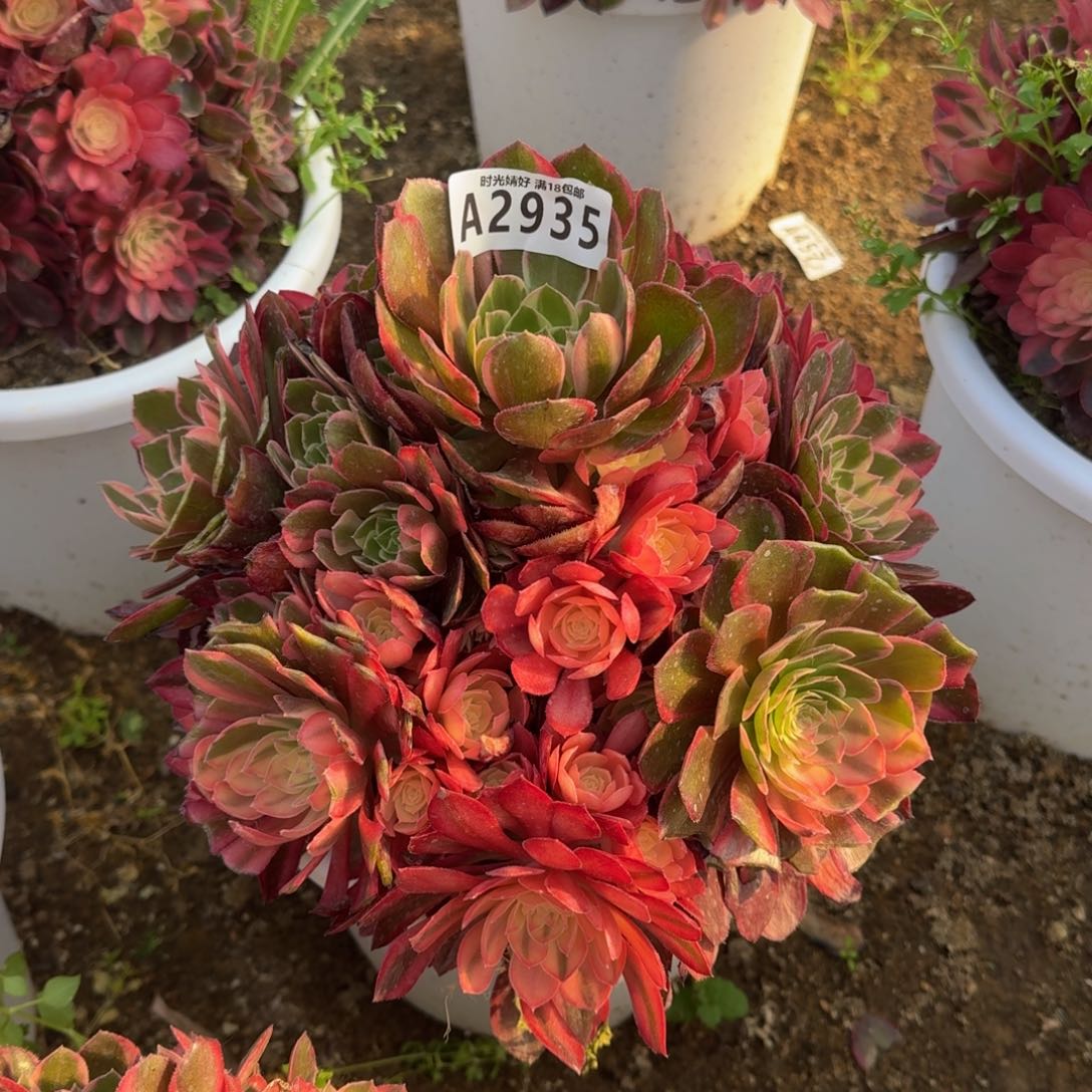 夏*?2935黑魔锦多肉植物