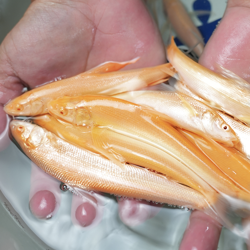 活体鱼 四川红色银鳕鱼  观赏水族 生态养殖  淡水养殖