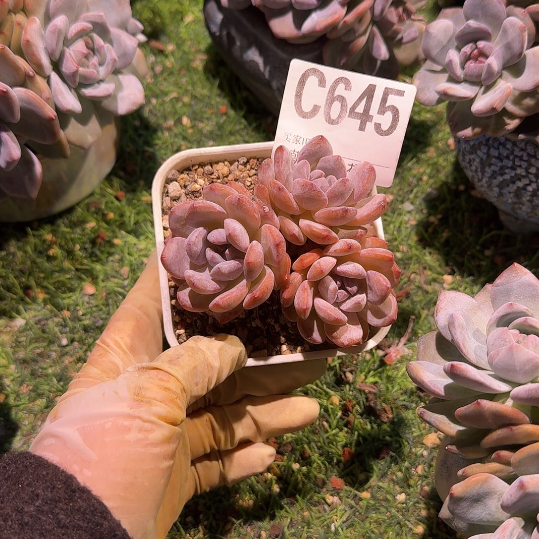 w***l石榴籽群呀呀呀呀呀