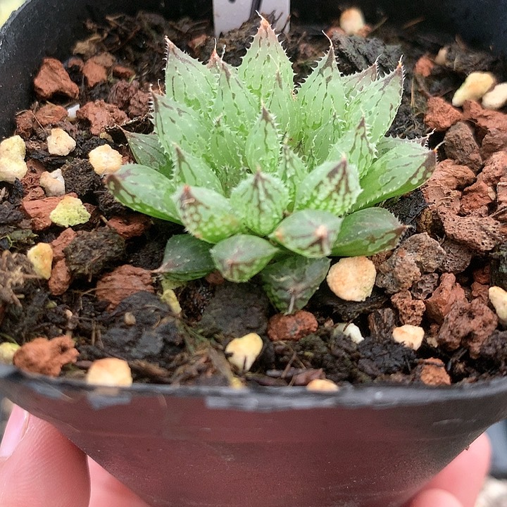 岩兰一物一拍带盆