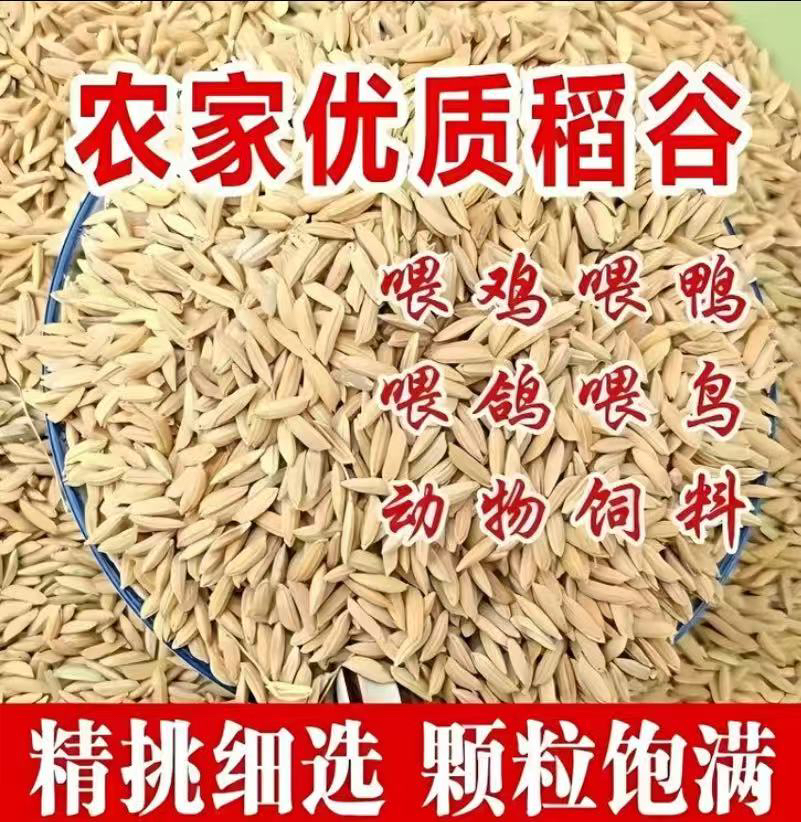 水稻稻子带壳大米粮食谷子稻谷带壳杂粮喂鸡鸭鹅鸽鸟仓鼠宠物饲料