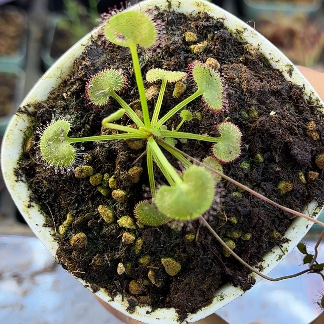 完全开放爱心负子茅膏菜