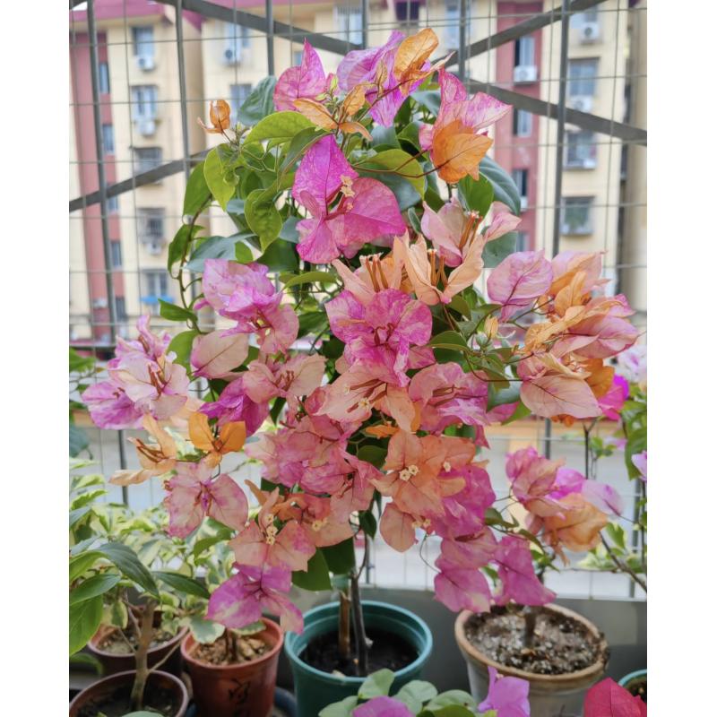 新品【阿朱娜】三角梅好养阳台勤花可爬藤可垂丝勤花