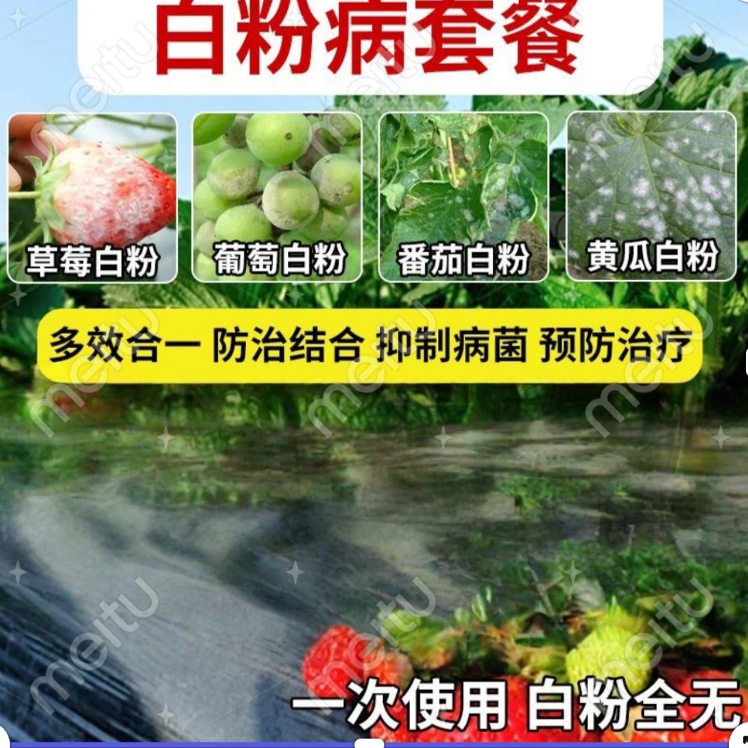 白粉病无白葡萄草莓月季白粉专用药白粉杀菌枯草芽泡杆菌