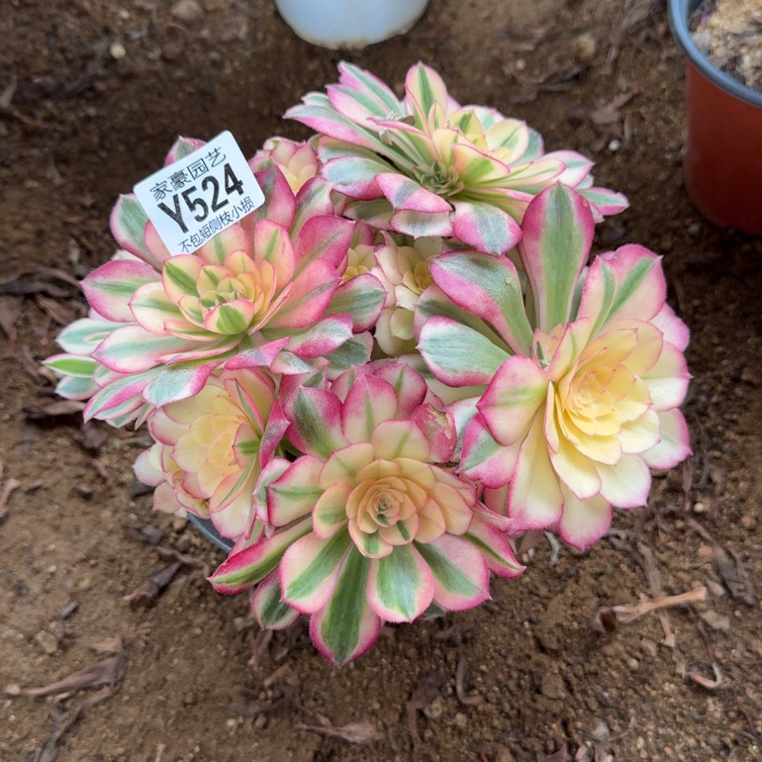 524倾城官服20左右2