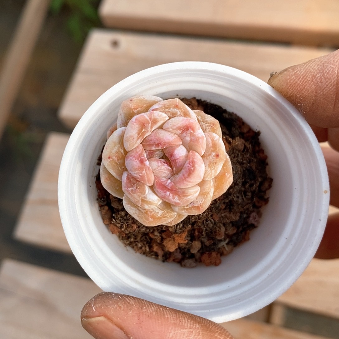 精品多肉一物一拍不包整132