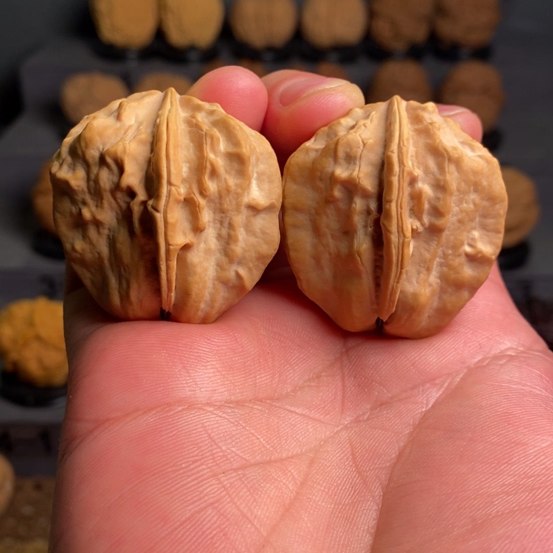 把件文玩核桃马*奥甲壳虫